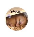 キンクマハムスターぼんたの丸いスタンプ（個別スタンプ：9）