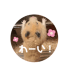 キンクマハムスターぼんたの丸いスタンプ（個別スタンプ：12）