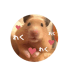 キンクマハムスターぼんたの丸いスタンプ（個別スタンプ：13）