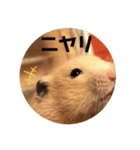 キンクマハムスターぼんたの丸いスタンプ（個別スタンプ：14）