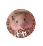 キンクマハムスターぼんたの丸いスタンプ（個別スタンプ：15）