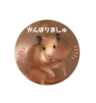 キンクマハムスターぼんたの丸いスタンプ（個別スタンプ：16）