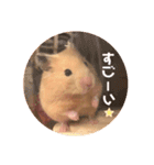キンクマハムスターぼんたの丸いスタンプ（個別スタンプ：17）