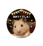 キンクマハムスターぼんたの丸いスタンプ（個別スタンプ：18）