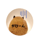 キンクマハムスターぼんたの丸いスタンプ（個別スタンプ：21）