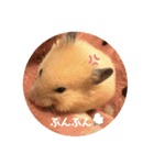 キンクマハムスターぼんたの丸いスタンプ（個別スタンプ：22）