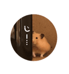 キンクマハムスターぼんたの丸いスタンプ（個別スタンプ：23）