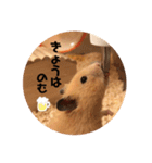 キンクマハムスターぼんたの丸いスタンプ（個別スタンプ：24）