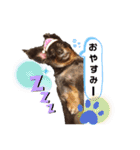 我が家のミニチュアダックスたち（個別スタンプ：4）