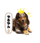 我が家のミニチュアダックスたち（個別スタンプ：5）