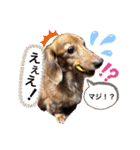 我が家のミニチュアダックスたち（個別スタンプ：6）