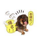 我が家のミニチュアダックスたち（個別スタンプ：13）