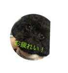 ラテ＆ブー 日常生活（個別スタンプ：6）