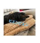ラテ＆ブー 日常生活（個別スタンプ：7）