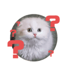 汎用性ばつぐん！とわちゃんとふうまん1（個別スタンプ：4）