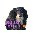 チョコクロ（個別スタンプ：7）