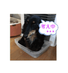 チョコクロ（個別スタンプ：13）
