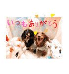 チョコクロ（個別スタンプ：15）