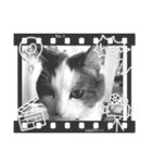 我が家の猫（Part8）（個別スタンプ：1）