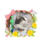 我が家の猫（Part8）（個別スタンプ：4）
