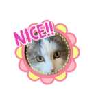 我が家の猫（Part8）（個別スタンプ：6）