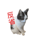 我が家の猫（Part8）（個別スタンプ：10）