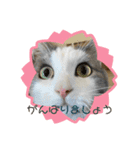 我が家の猫（Part8）（個別スタンプ：12）
