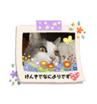 我が家の猫（Part8）（個別スタンプ：13）
