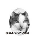 我が家の猫（Part8）（個別スタンプ：14）