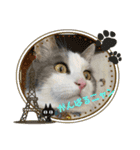 我が家の猫（Part8）（個別スタンプ：15）