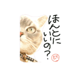 猫 メンマです2（個別スタンプ：1）