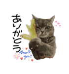 猫 メンマです2（個別スタンプ：2）
