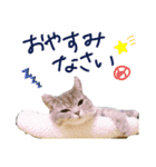 猫 メンマです2（個別スタンプ：7）