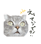 猫 メンマです2（個別スタンプ：8）
