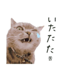 猫 メンマです2（個別スタンプ：11）