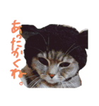 猫 メンマです2（個別スタンプ：13）
