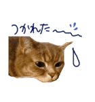 猫 メンマです2（個別スタンプ：15）
