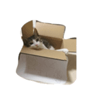 顔がうるさいネコ集3（個別スタンプ：3）