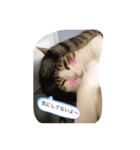顔がうるさいネコ集3（個別スタンプ：6）