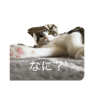 顔がうるさいネコ集3（個別スタンプ：8）