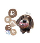 COCOMOCHA（個別スタンプ：5）