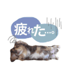 COCOMOCHA（個別スタンプ：8）