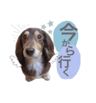 COCOMOCHA（個別スタンプ：12）