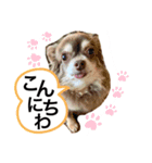 とまスタンプ1（個別スタンプ：1）
