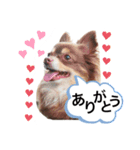 とまスタンプ1（個別スタンプ：5）