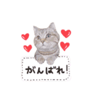 ツチヌコの日常編（個別スタンプ：16）
