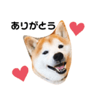 柴犬チロの1日（個別スタンプ：1）
