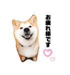 柴犬チロの1日（個別スタンプ：2）