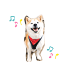 柴犬チロの1日（個別スタンプ：3）