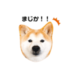 柴犬チロの1日（個別スタンプ：5）